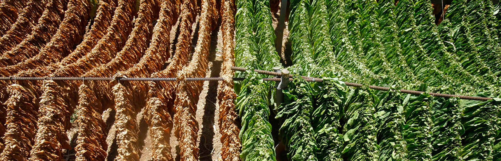 Displaced Syrians as Labor Force  Taking Part in the Production of Tobacco in the South