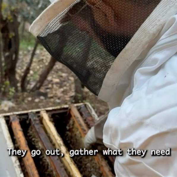 بين تحديات الطبيعة.. كيف يهدد تغيّر المناخ مستقبل النحل ومربّيه؟ تقرير نورهان شرف الدين