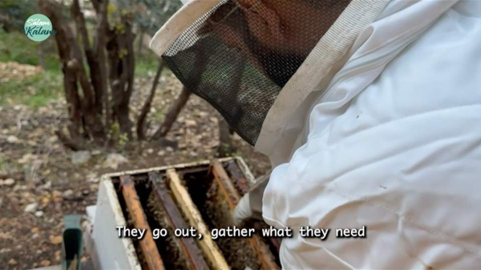 بين تحديات الطبيعة.. كيف يهدد تغيّر المناخ مستقبل النحل ومربّيه؟ تقرير نورهان شرف الدين